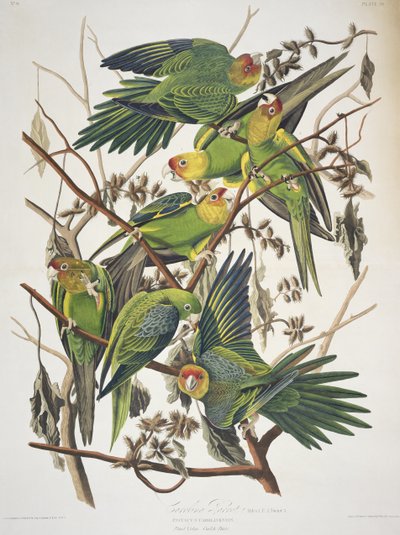 Carolina Parakeet, a Birds of America-ból alkotó: John James Audubon