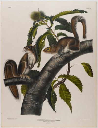 Carolina szürke mókus alkotó: John James Audubon
