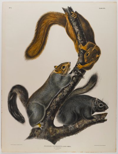 Macska mókus alkotó: John James Audubon