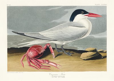 Cayenne-csér a Birds of America című műből (1827) alkotó: John James Audubon