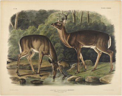 virginiai szarvas, Pennant alkotó: John James Audubon