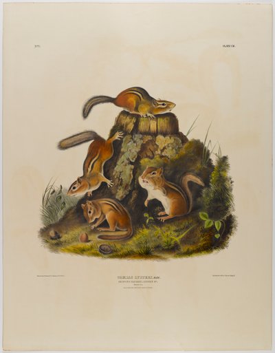 Forgácsoló mókus hakni alkotó: John James Audubon
