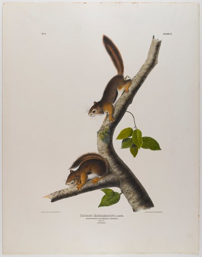 Kolumbiai mókus alkotó: John James Audubon