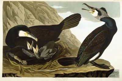 Közönséges kormorán, 1835 alkotó: John James Audubon