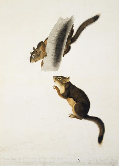 alkotó: John James Audubon