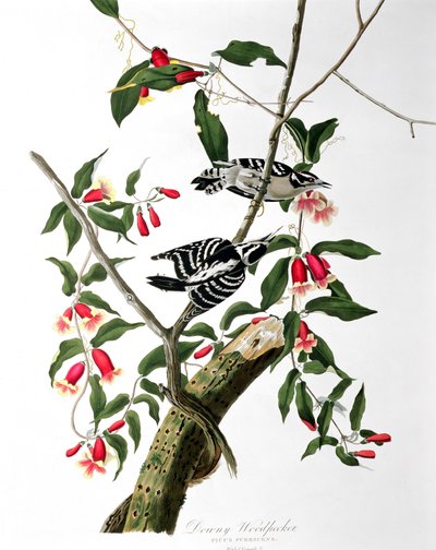 Downy Woodpecker, az Amerika madaraiból, vésette Robert Havell (1793-1878) alkotó: John James Audubon