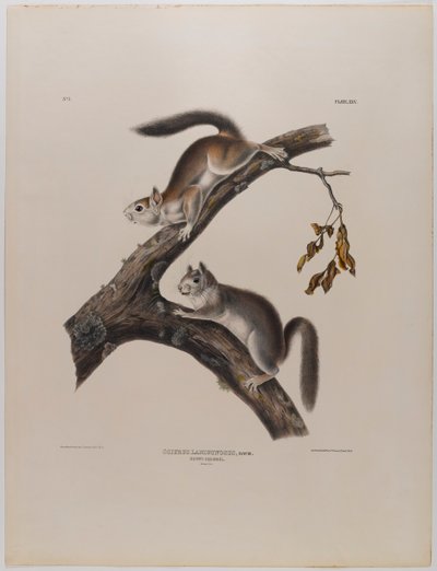 Molyhos mókus alkotó: John James Audubon