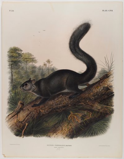 Szürke mókus alkotó: John James Audubon