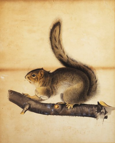 Keleti szürke mókus teljes téli kabátban, 1840 körül alkotó: John James Audubon