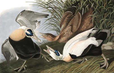 Eider Duck, Fuligula Mollissima, a "The Birds of America"-ból, John J. Audubon, pub. 1827-38 alkotó: John James Audubon