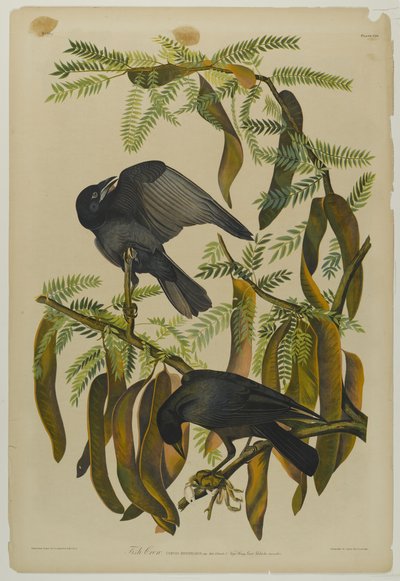 Fish Crow, nyomta Julien Bien és adta ki Roe Lockwood & Son, 1861 (kromolitográfia) alkotó: John James Audubon