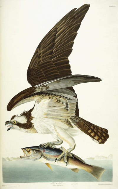 Fish Hawk, 1830 alkotó: John James Audubon