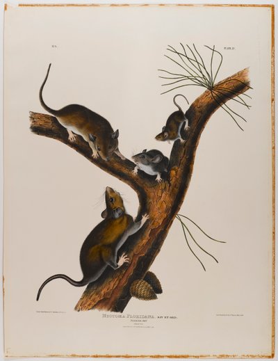 Floridai patkány alkotó: John James Audubon