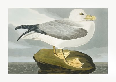 Fulmar-viharosmadár a *Birds of America* (1827) című műből alkotó: John James Audubon