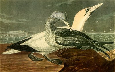 „Gannets”, 1836, 1942. alkotó: John James Audubon