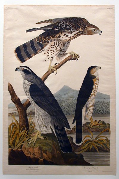 Erdei sólyom, Stanley-sólyom (29. sz.) alkotó: John James Audubon