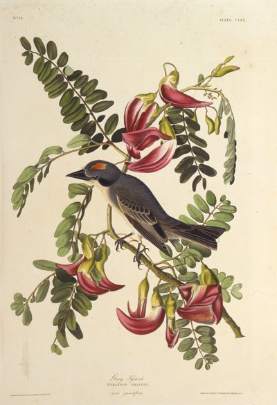 Szürke Zsarnok. Az Amerika madaraiból, 1827-1838. alkotó: John James Audubon