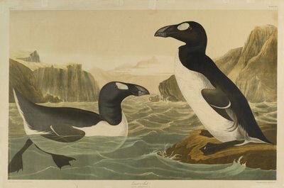 Great Auk, Julien Bien nyomta és Roe Lockwood & Son adta ki, 1861 (kromolitográfia) alkotó: John James Audubon