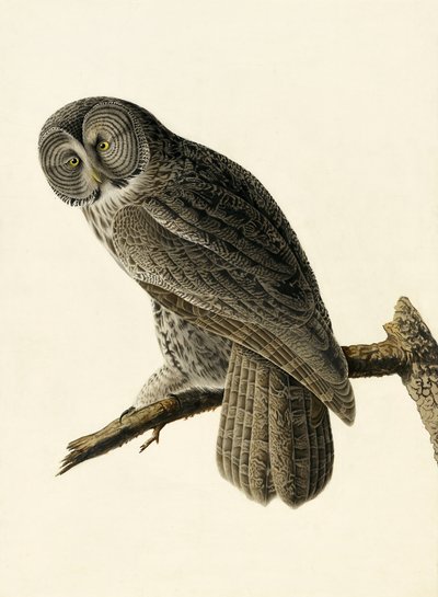 Great Cinereous Owl, Strix Nebulosa, a "The Birds of America"-ból, John J. Audubon, pub. 1827-38 alkotó: John James Audubon