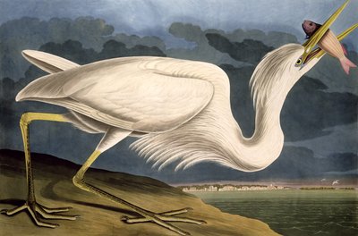 Nagy fehér gém, az Amerika madaraiból, vésette Robert Havell (1793-1878) 1835 alkotó: John James Audubon