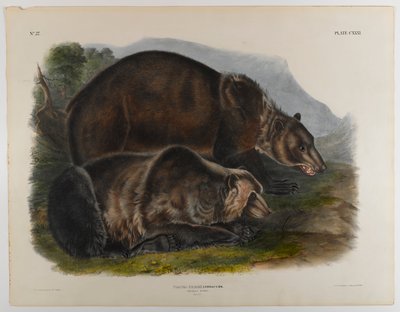 Grizzly medve alkotó: John James Audubon
