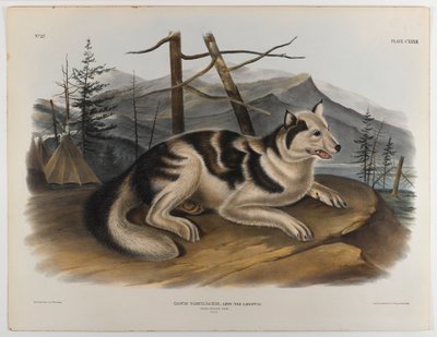Hare indián kutya alkotó: John James Audubon