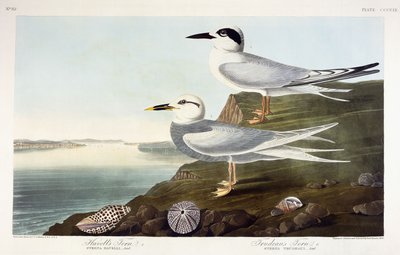 Havell csér és Trudeau csér, 1838 alkotó: John James Audubon