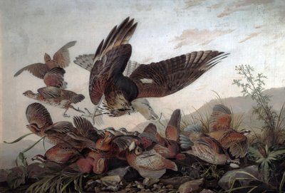 Hawks Attacking Partridges, 1826 alkotó: John James Audubon