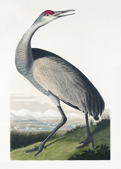 Gyűrűs daru a *Birds of America* című műből (1827) alkotó: John James Audubon