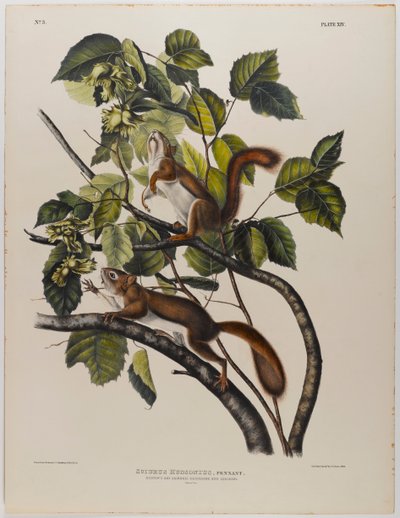 Hudson-öböli mókus alkotó: John James Audubon