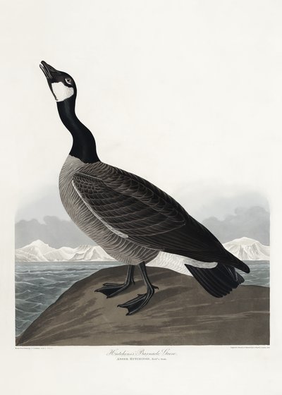 Hutchins barnacle-lúda a *Birds of America* (1827) című műből alkotó: John James Audubon