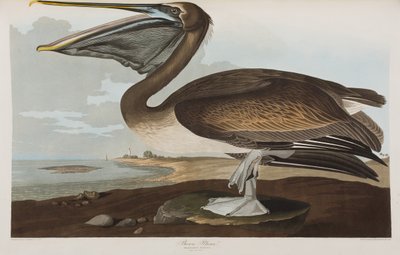 Illusztráció az "Amerika madarai"-ból alkotó: John James Audubon