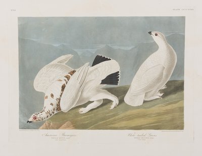 Illusztráció a "Birds of America"-ból alkotó: John James Audubon
