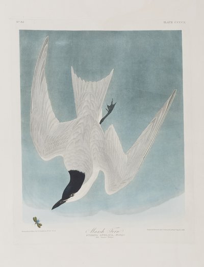 Illusztráció a "Birds of America"-ból alkotó: John James Audubon