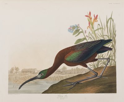 Illusztráció a "Birds of America"-ból alkotó: John James Audubon