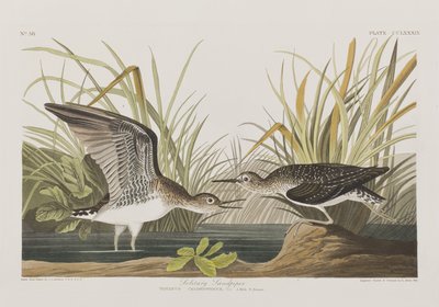 Illusztráció a "Birds of America"-ból alkotó: John James Audubon
