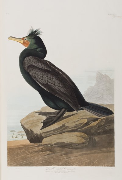 Illusztráció a "Birds of America"-ból alkotó: John James Audubon