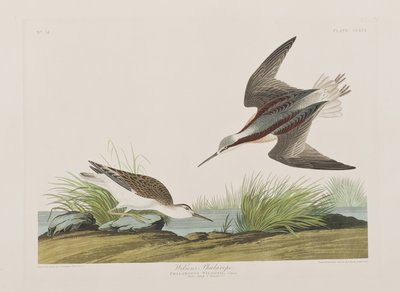 Illusztráció a "Birds of America"-ból alkotó: John James Audubon