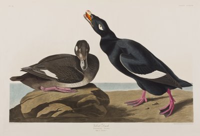 Illusztráció a "Birds of America"-ból alkotó: John James Audubon