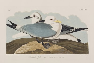 Illusztráció a "Birds of America"-ból alkotó: John James Audubon