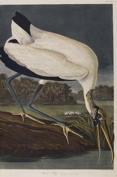 Illusztráció a "Birds of America"-ból alkotó: John James Audubon