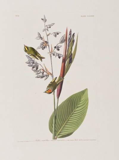 Illusztráció a "Birds of America"-ból alkotó: John James Audubon