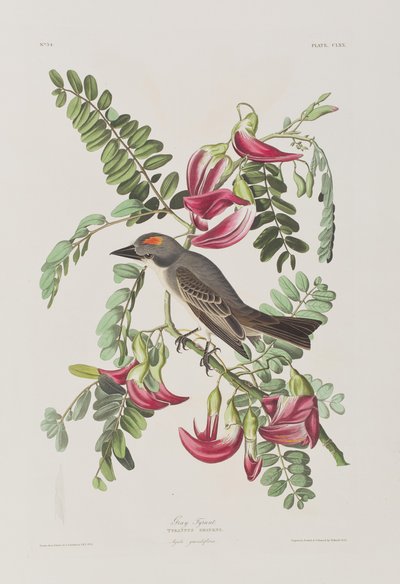 Illusztráció a "Birds of America"-ból alkotó: John James Audubon