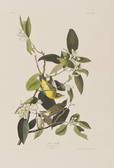 Illusztráció a "Birds of America"-ból alkotó: John James Audubon