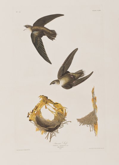 Illusztráció a "Birds of America"-ból alkotó: John James Audubon