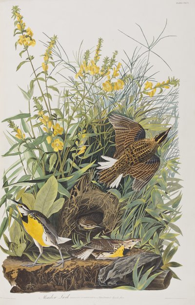Illusztráció a "Birds of America"-ból alkotó: John James Audubon