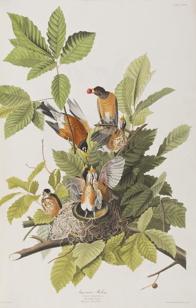 Illusztráció a "Birds of America"-ból alkotó: John James Audubon