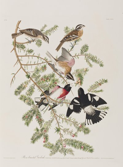 Illusztráció a "Birds of America"-ból alkotó: John James Audubon