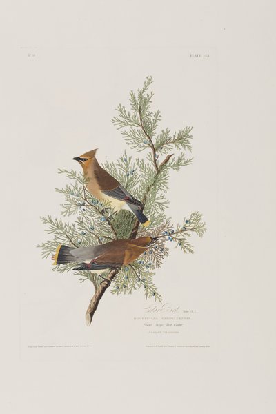 Illusztráció a "Birds of America"-ból alkotó: John James Audubon