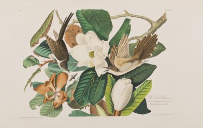 Illusztráció a "Birds of America"-ból alkotó: John James Audubon